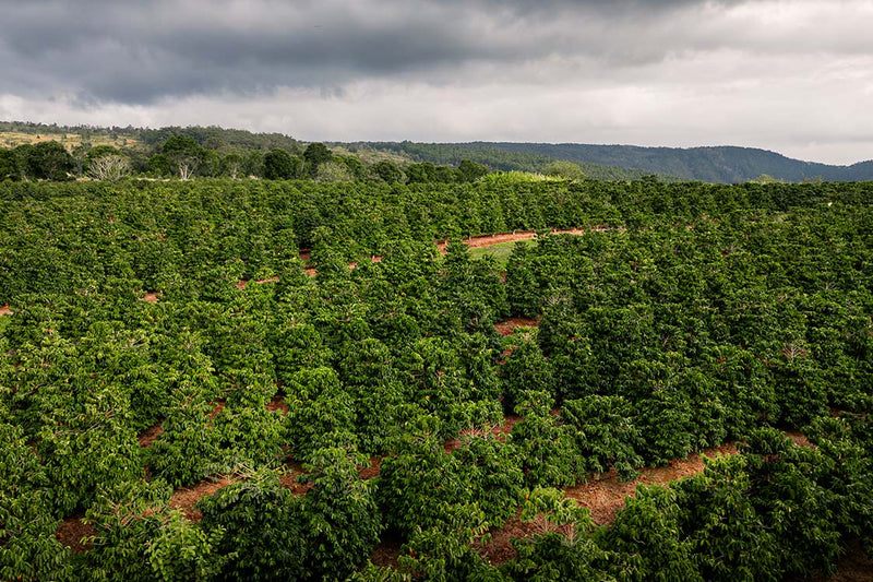 Rows of coffee trees under a cloudy sky in Kaʻū, Hawaiʻi.