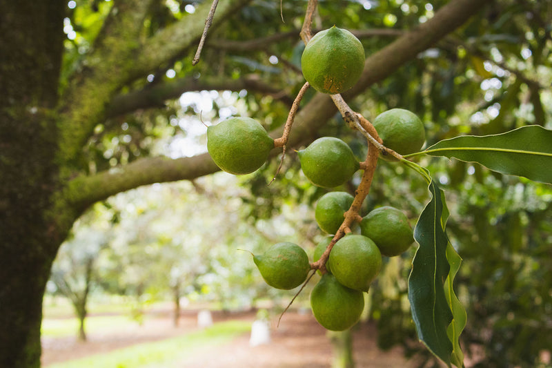Green macadamia nuts hanging on a macadamia nut tree branch